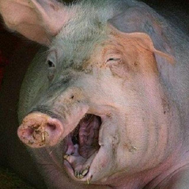 miragehuita
