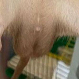 3_ebala_aka_
