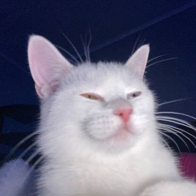 kitt