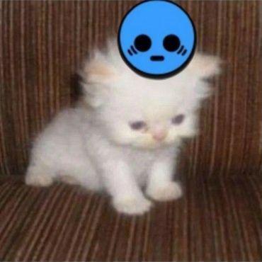 hiriyagi avatar