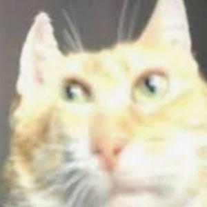 guerwild avatar
