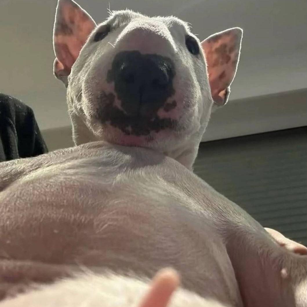 Zokssss