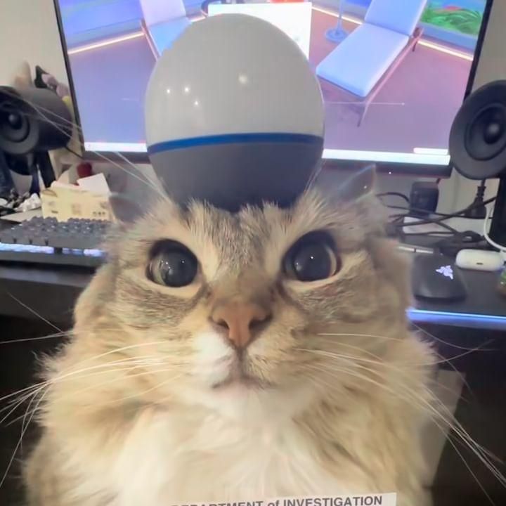 crymorekitty