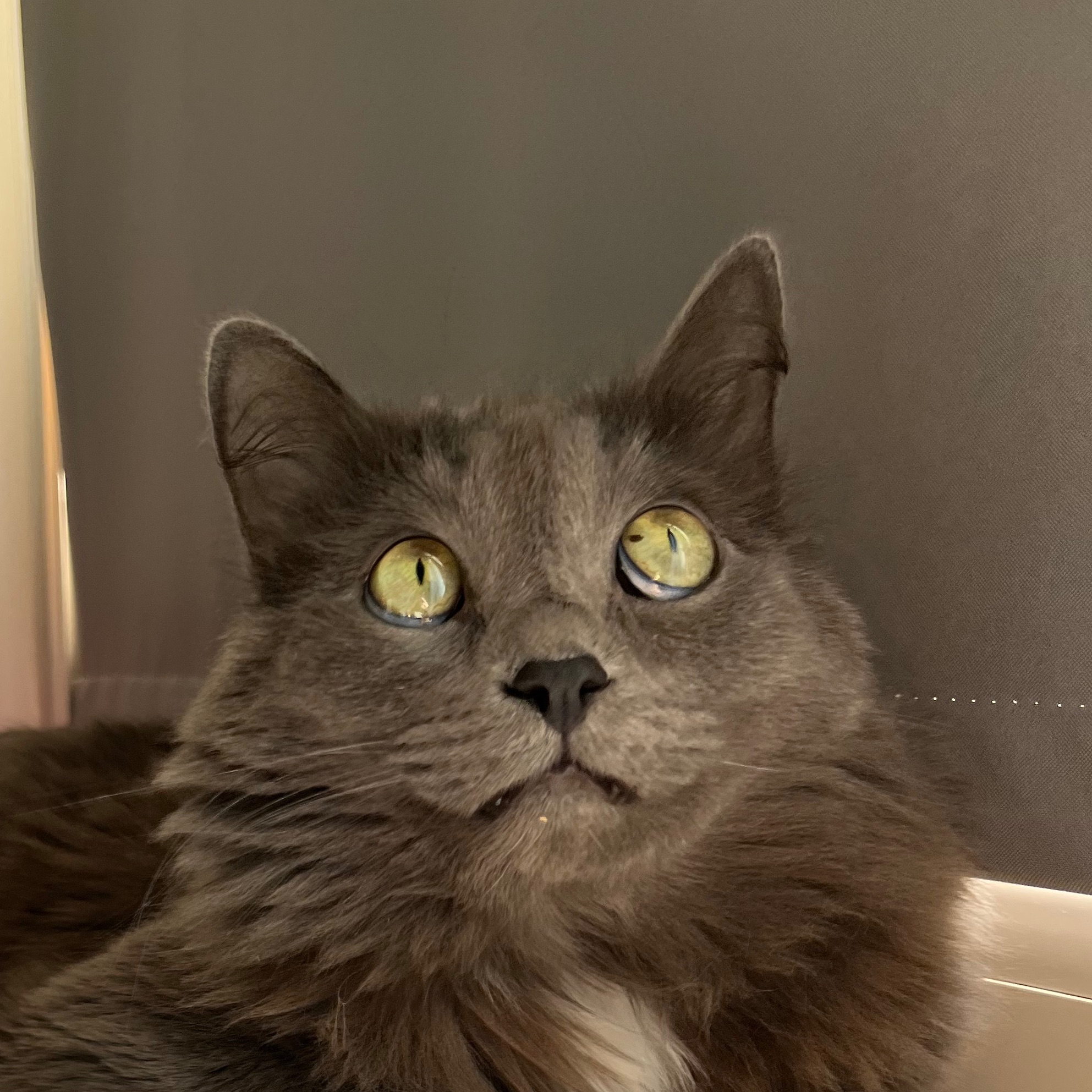 prichnik avatar