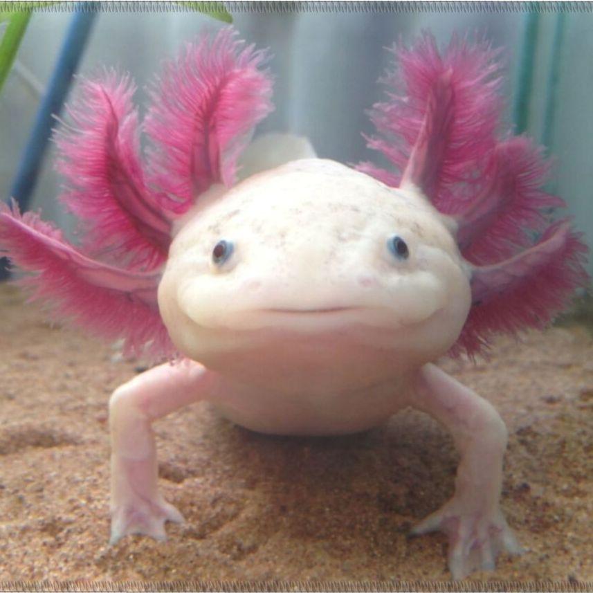 Axolotl66 avatar