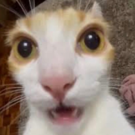 sabertoof