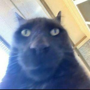 SanfBoy avatar