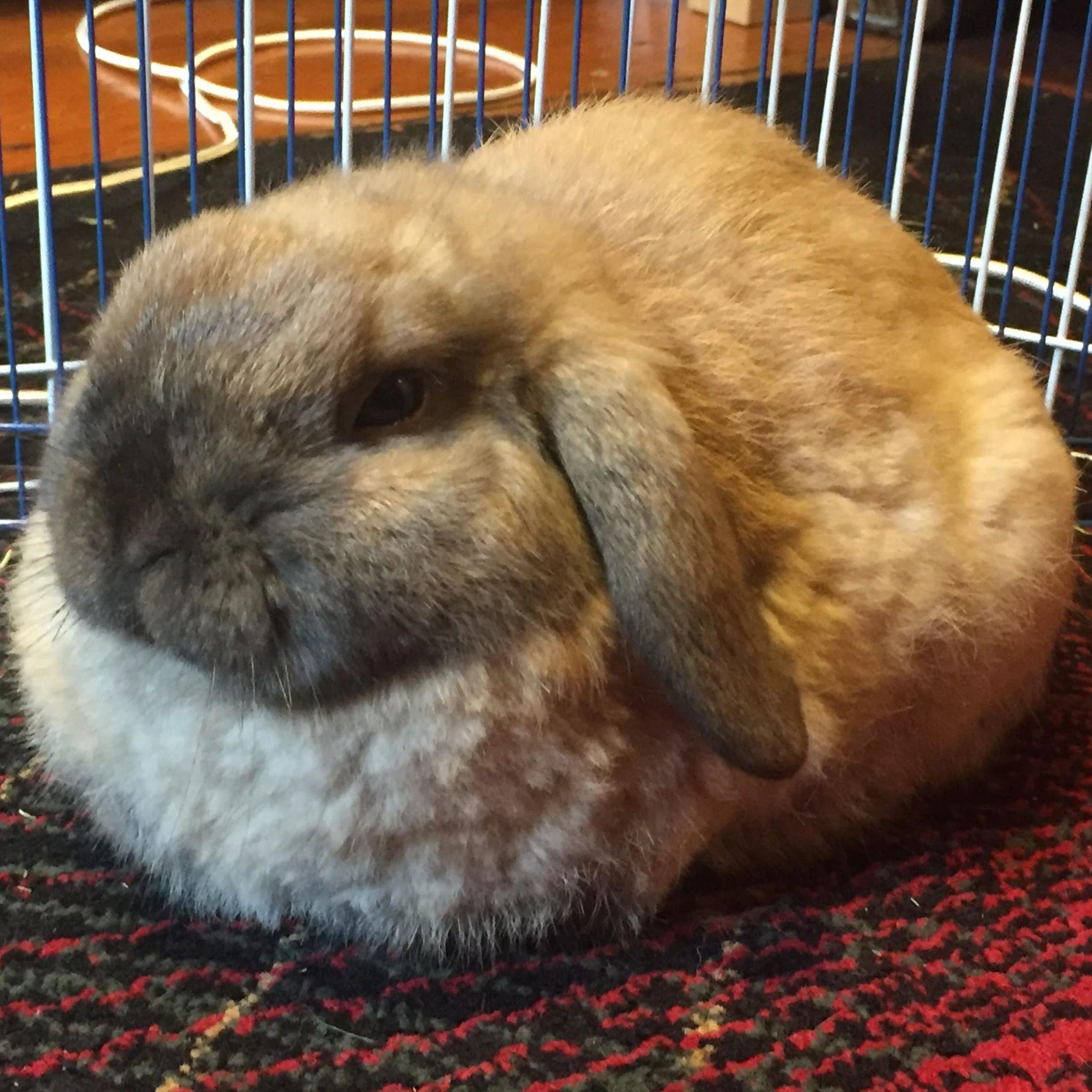 bunnyloaf avatar