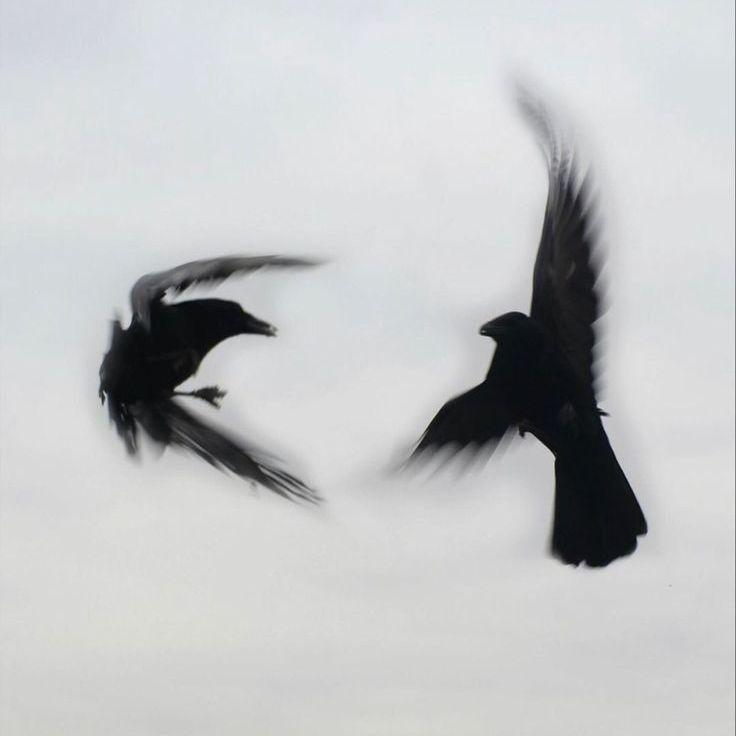 -glaive avatar