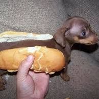 Hot_Dawgg