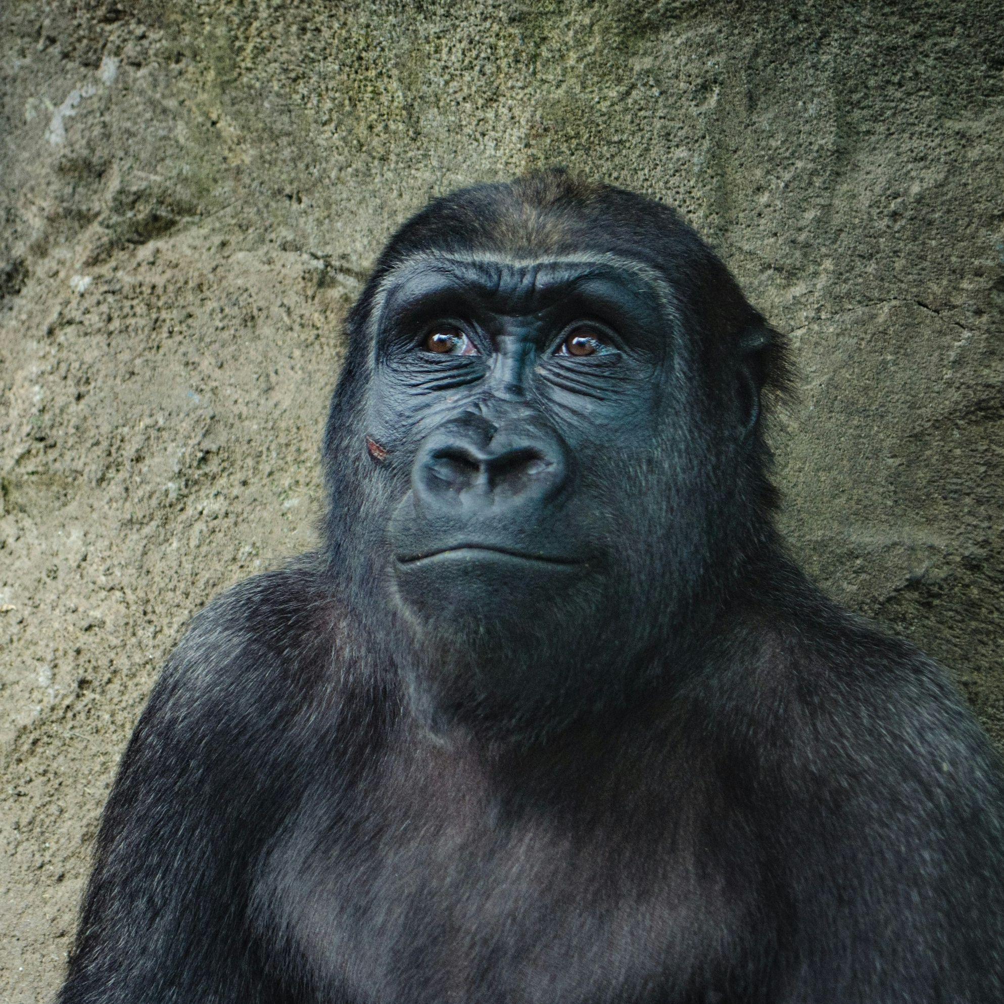 MONSA- avatar