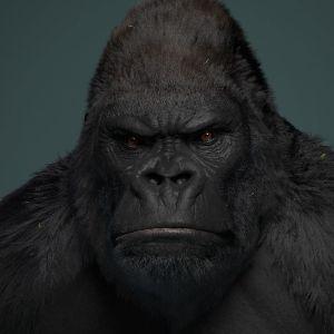 stillgorilla avatar