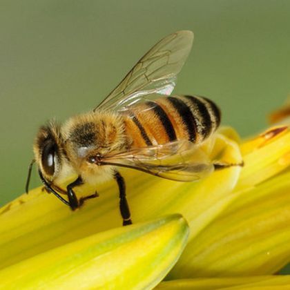 -bzzzz