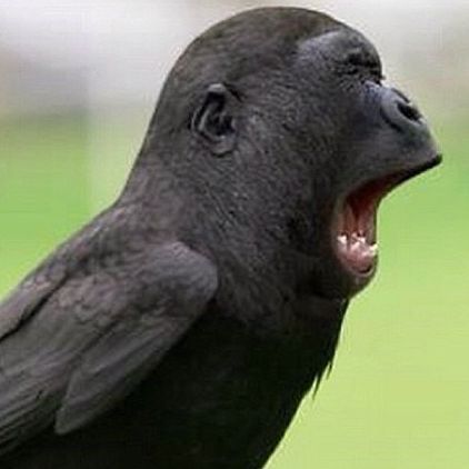 pallaslol avatar