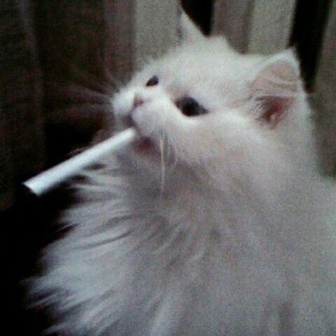 Lilith_ FACEIT avatar