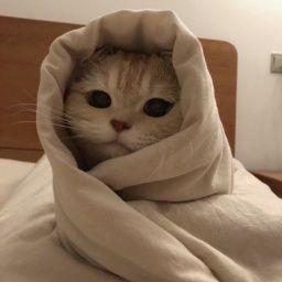 MEFJUSZ50 avatar