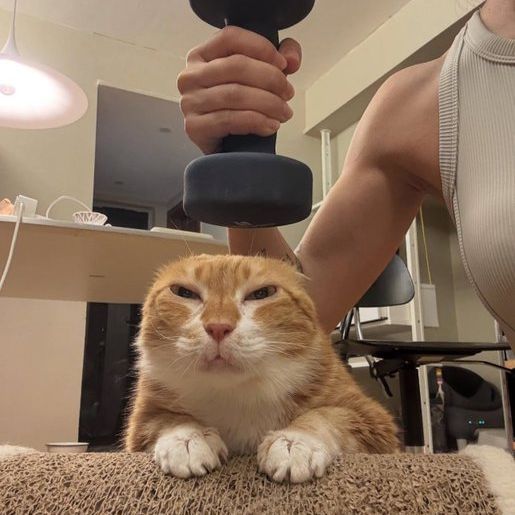 fitykitty