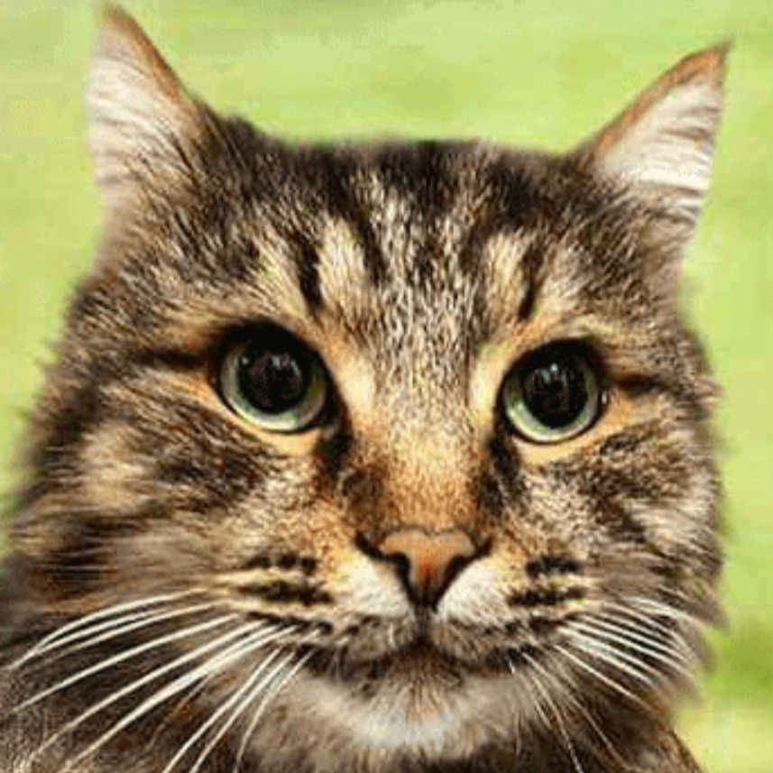 CrazyCat100