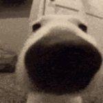 dogwater