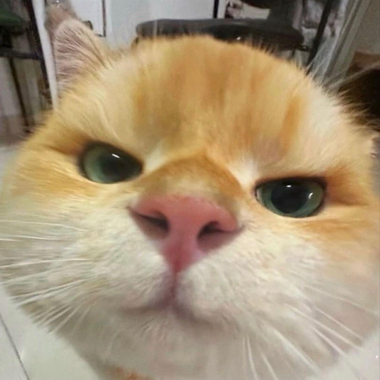 CHAHDONj avatar
