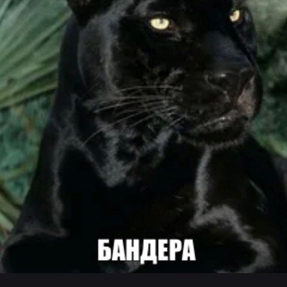 SaLauZts666 avatar