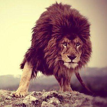 LioNnnnKing