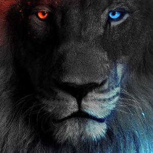 pshhlnahu avatar