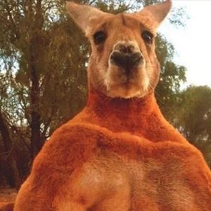 _Kangaroo_
