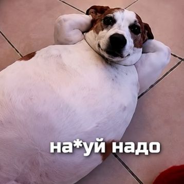 trogal-Pisu