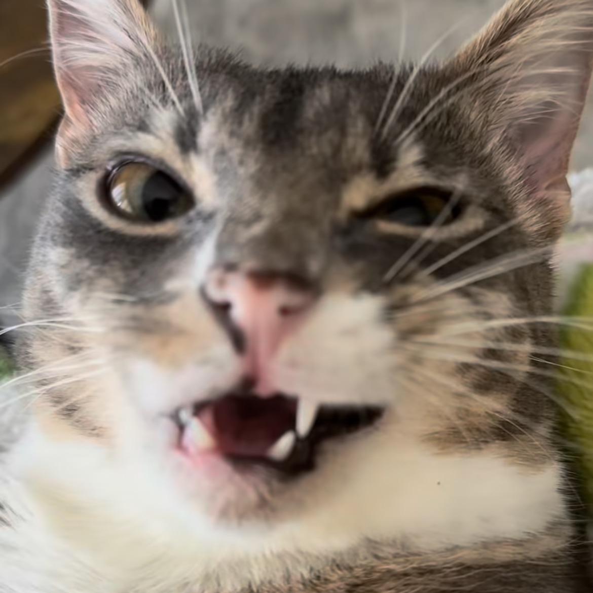 szybkisamuss avatar