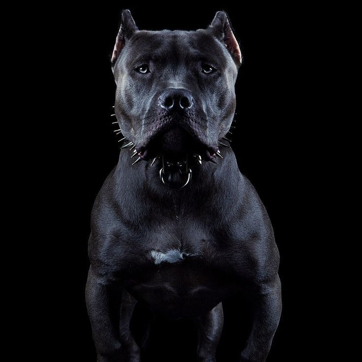 PitBull666