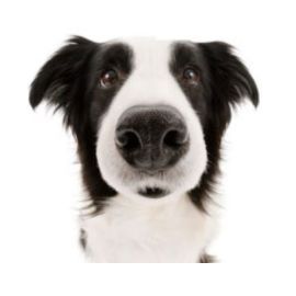 stinkypup