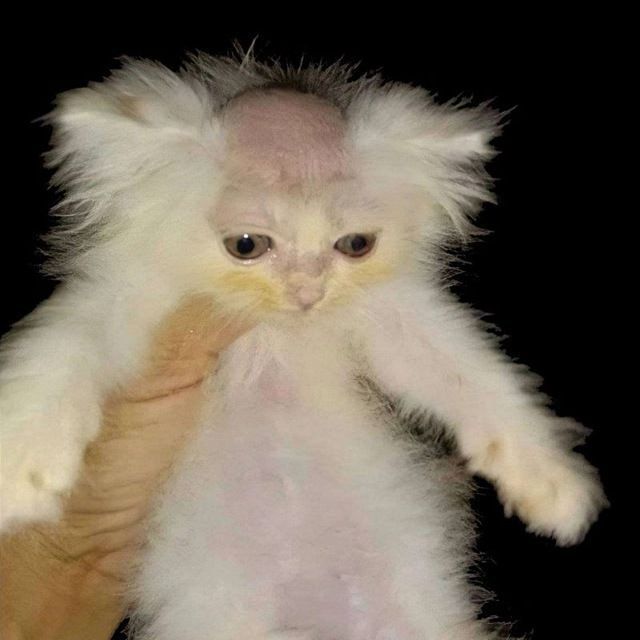 TVISTER_F
