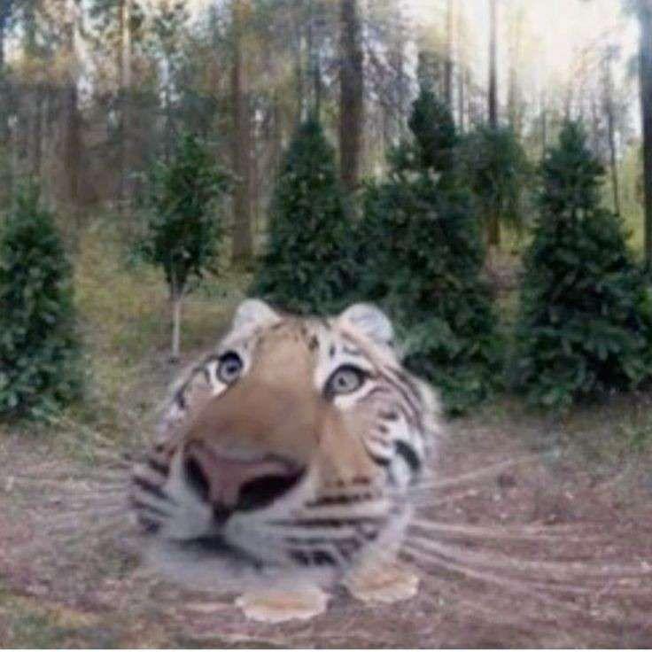 Tigerosus avatar