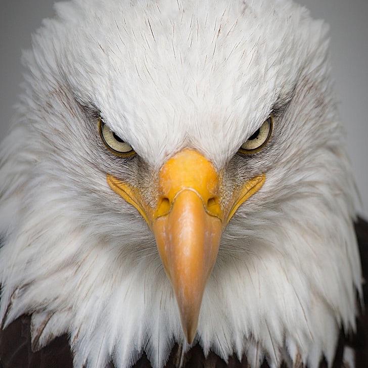TheEagle69 avatar