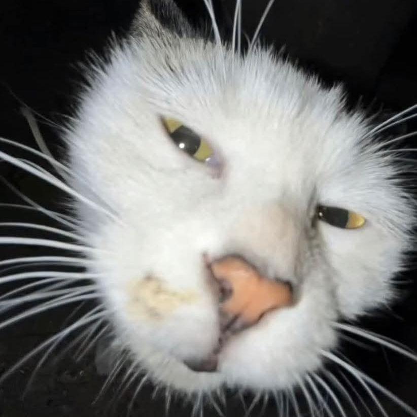 wh0_0pert