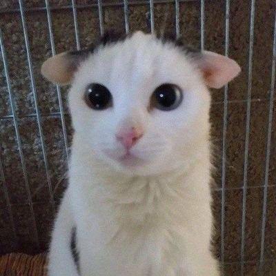 --jvnko avatar