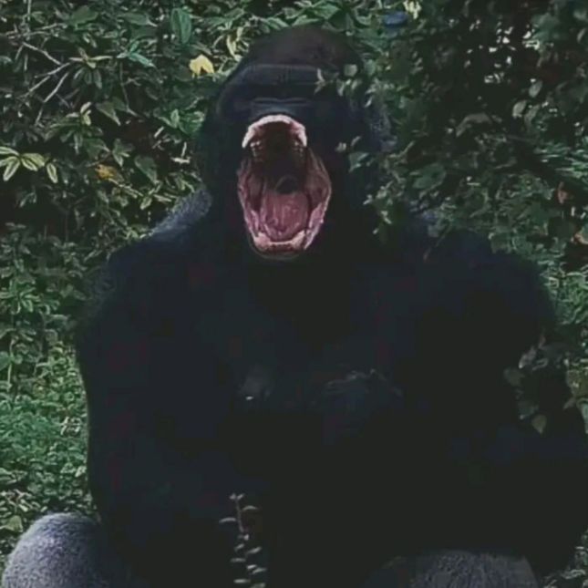 WisloRJ