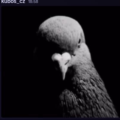 kubos_cz