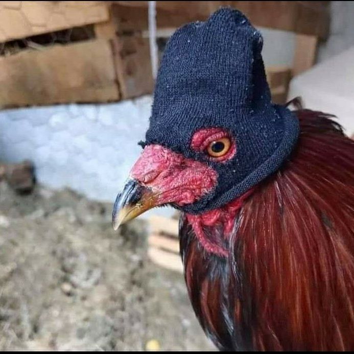 Laavuuu