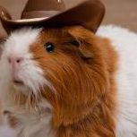 team_guinepig-_-