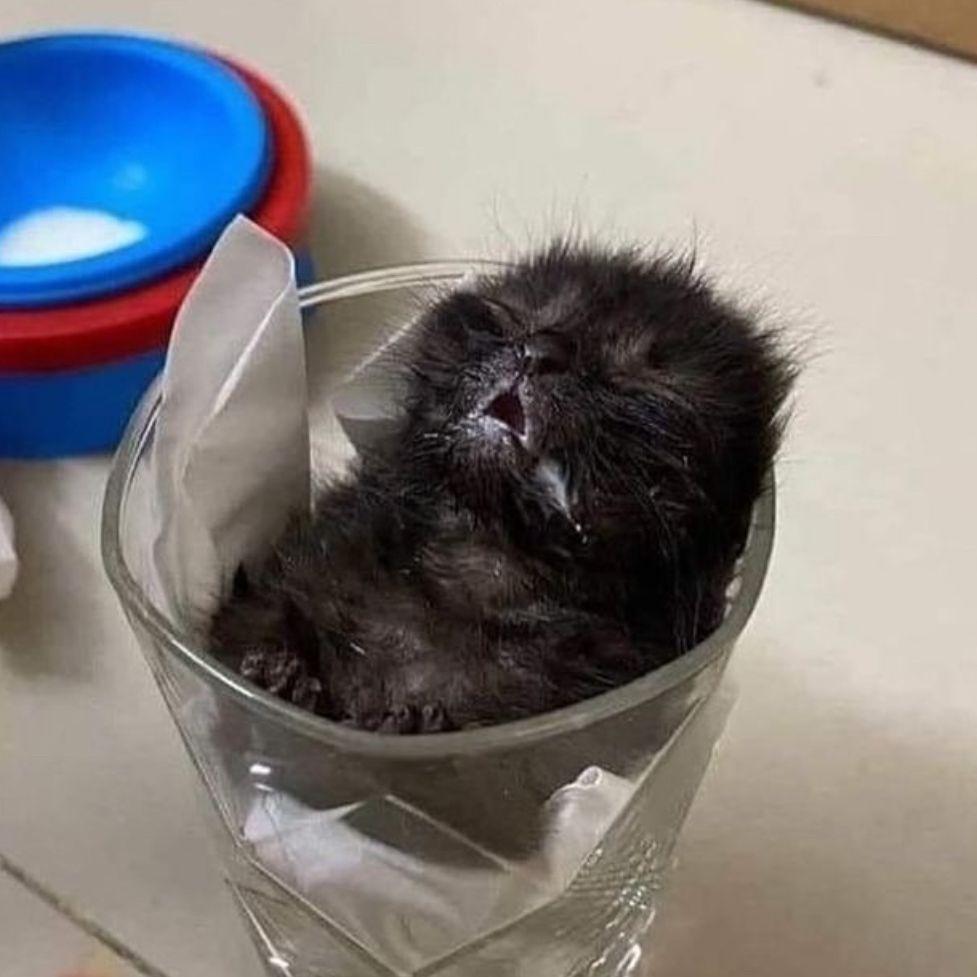 Catay8