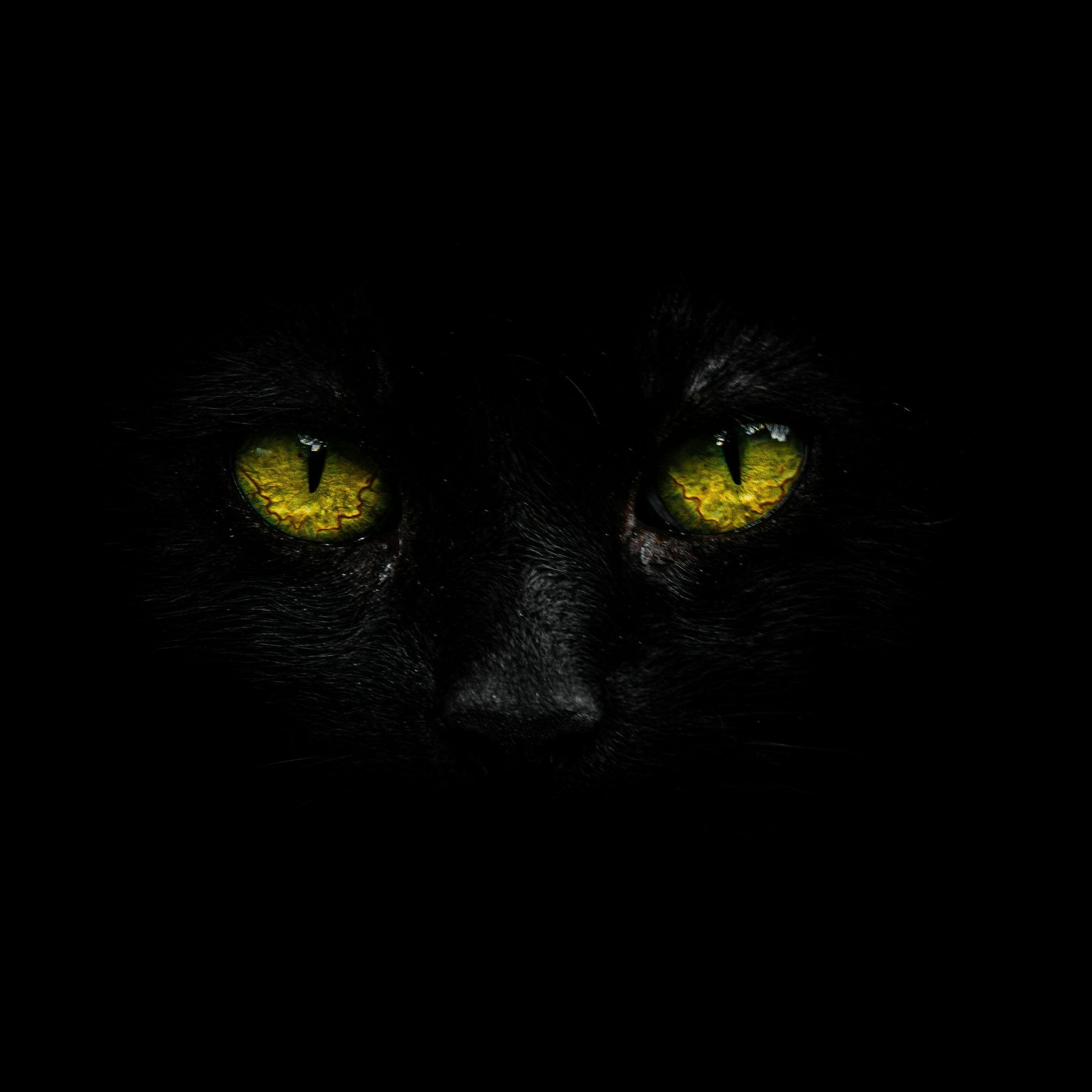 Gatoxz