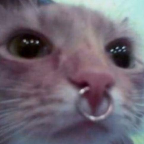 Player kohka000 avatar