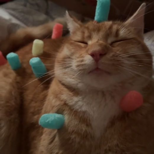 Muffin20211