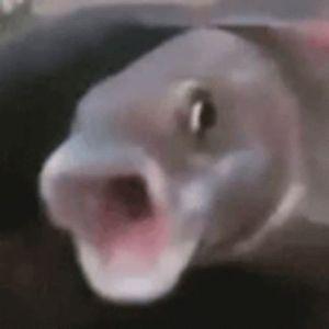AliczeQ avatar