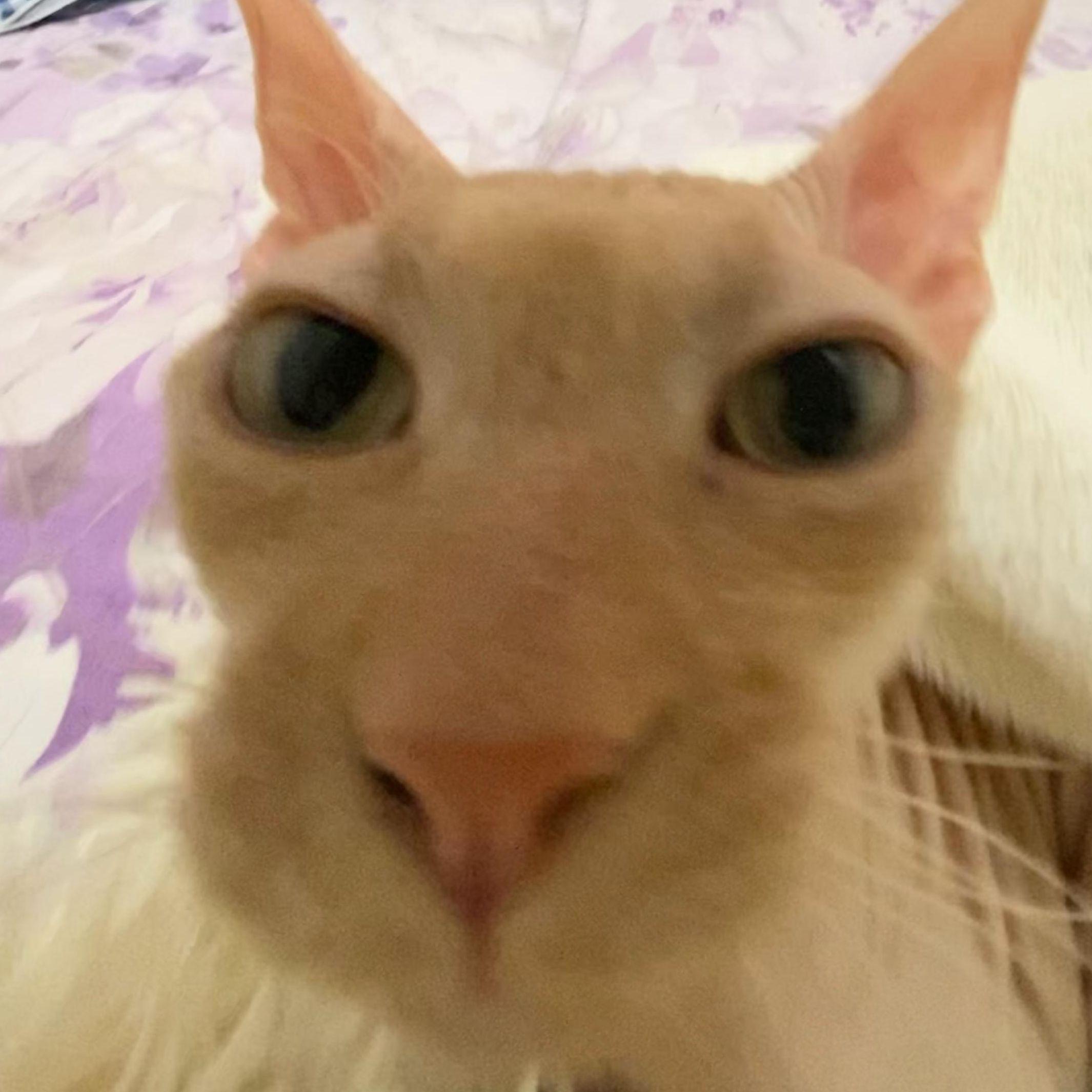 dzheykat avatar