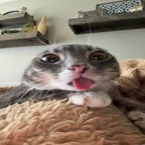 SkipidiMeow