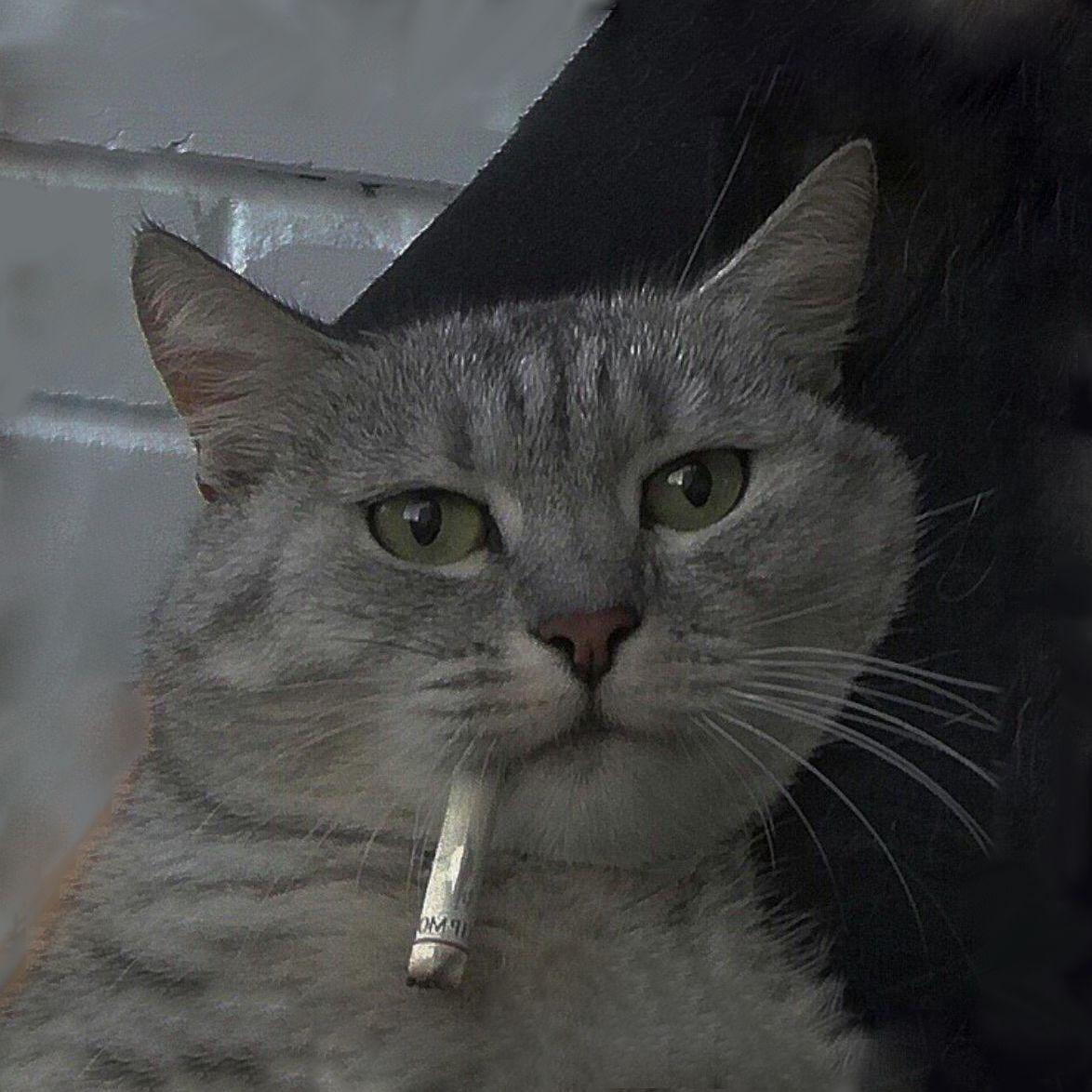 Player cigaretkat avatar