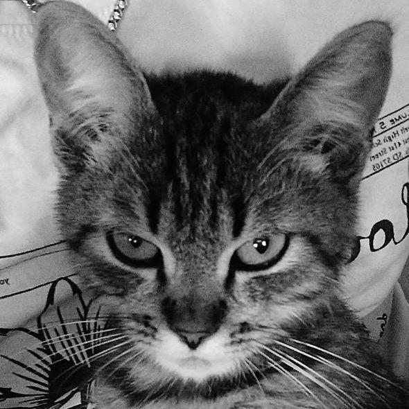 Dipsize avatar